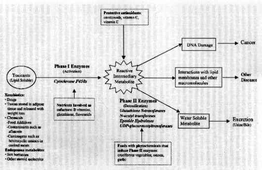 interrelationships between the biotransformation enzyme systems