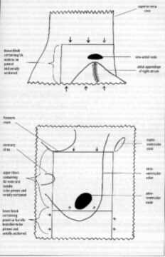 Postmortem technique handbook