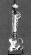 Deluxe spinal column with muscles and ligaments 