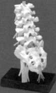 Lumbar spinal column