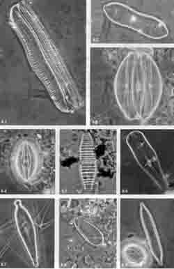 Heteropolar Diatoms