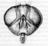 head of female blow fly