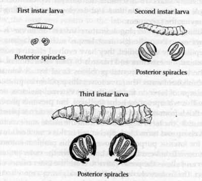 details of spiracles