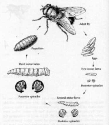 life cycle of blow fly