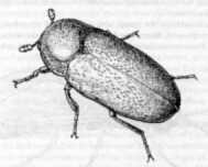 Adult of hide beetle