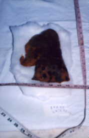 poster 1 - Blotches in the lungs