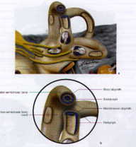 Fenestration diagrams of semicircular canals