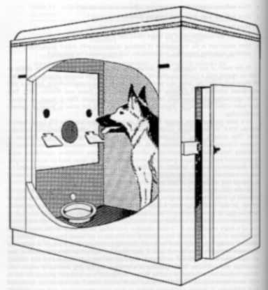 Canine testing apparatus