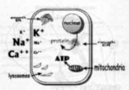 fully functional cell