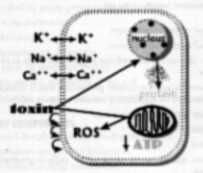 dysfunctional and dying cell