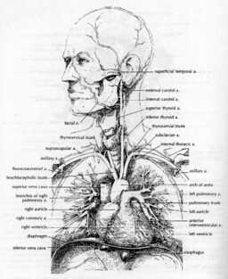 Diagram at page 56 in Outline of Cat Anatomy with Reference to the Human