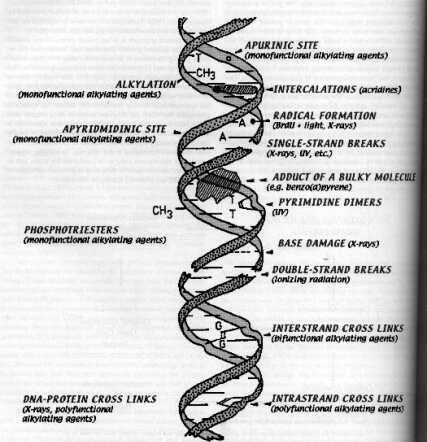 Spectrum of DNA damage induced by physical and chemical agents