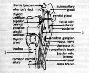 Surgical operation in the rabbit to expose neck structures