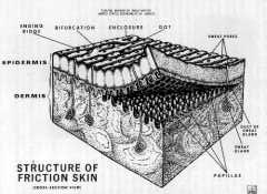 Structure of Friction Skin