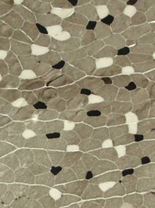 Fig.1: Frozen section of extensor digitorum longus muscle of rat 