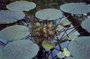Medicinal Plants in the Republic of Korea