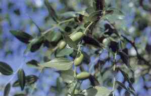 Medicinal Plants in the Republic of Korea