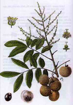 Medicinal Plants in Vietnam