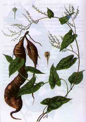 Medicinal Plants in Vietnam