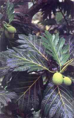 Medicinal Plants in the South Pacific - Information on 102 commonly used medicinal plants in the South Pacific (WHO Regional Publications-Western Pacific Series No 19)