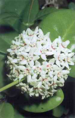Medicinal Plants in the South Pacific - Information on 102 commonly used medicinal plants in the South Pacific (WHO Regional Publications-Western Pacific Series No 19)