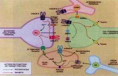 Glutamate and Addiction