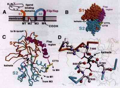 Glutamate and Addiction