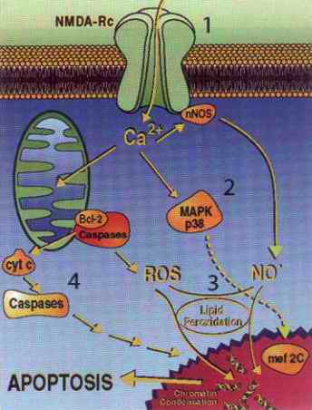Glutamate and Addiction