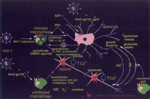 Glutamate and Addiction