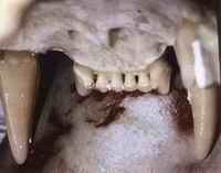 The jaw of a mountain lion 