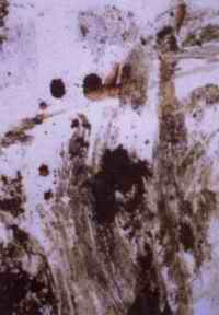 Blood drops were found under soil smears in the Mathison van