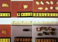 Sixty-nine small bone chips were recovered from the Lake Zoar riverbank in the Woodchipper case