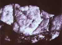 One of the bone fragments from the Woodchipper case was identified as human calvarium (inner skull) bone