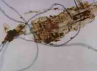 Fibres and tissues were discovered on the chainsaw used in the Woodchipper murder