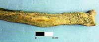 Bones with typical fan-shaped gnaw pattern consistent with porcupine behavior