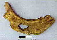 Bones with typical fan-shaped gnaw pattern consistent with porcupine behavior