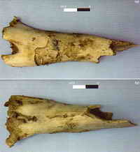 Typical gnaw marks on a donkey right humerus produced by hyenas. Notice (A) the missing epiphyses adn (B) the typical pit and scratch marks