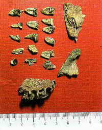 Typical remains of teeth after cremation: only the root dentine is preserved