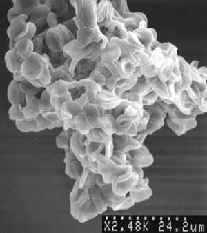 Figure 2. Scanning electron microscopic observation of agglutinated erythrocytes.
Agglutinated erythrocyte were deformed and showed various shapes having a stick and a horn