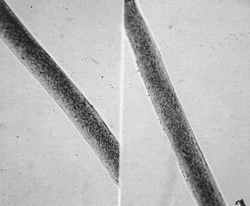 Fibres under comparison Microscope