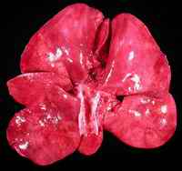 Figure 5. Strongly over-inflated lungs of the dog, foamy secretions in the bronchi.