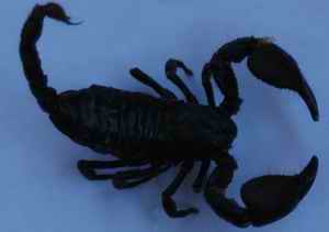 Figure 3 - black scorpion (Palmeneus gravimanus) is less poisonous. Envenomation causes local pain, edema, local sweating, at times slight rise in blood pressure and bradycardia.