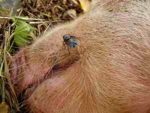 Picture 2: C. vomitoria visiting the carrion on the 1st day