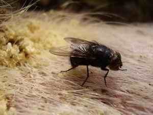 Picture 3: C. vomitoria while ovidepositing eggs
