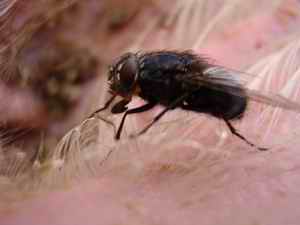 Picture 4: C. vomitoria while feeding
