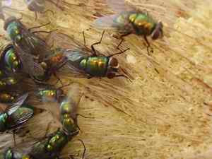 Picture 5: L caesar visiting the carrion on the 2nd day of experiment