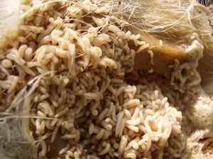 Picture 7: Maggot mass on the 11th day of experiment