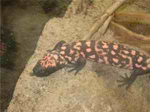 Picture of Gila Monster at the Melbourne Reptile Park (inside the Zoo) - Picture taken by Professor Pillay 