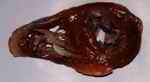 Figure 7. Infarct area of anterior wall of left ventricle - TTC staining