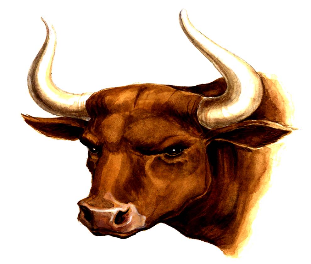 Figure 4. Bull Horns